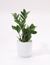 نبات الزاميا الداخلي بحوض سيراميك مخطط باللون الابيض